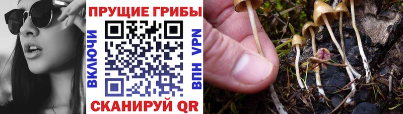 где можно купить наркотик Нерюнгри Псилоцибиновые грибы Cubensis